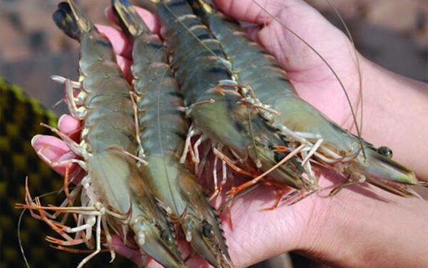 Giant Tiger Prawn